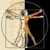 imagen del cuerpo humano de Leonardo da Vinci mitad dibujo/mitad órganos
