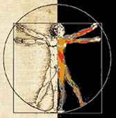 imagen del cuerpo humano de Leonardo da Vinci mitad dibujo/mitad rganos