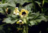 hyoscyamus albus.jpg (20582 bytes)